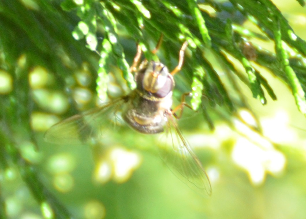 Syrphidae: Anasymia? su Tuia orientale  No, Scaeva pyrastri, femmina